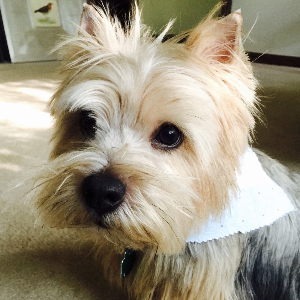 Meet your Posher, Rosy